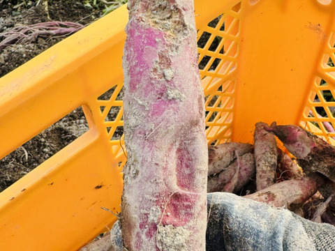 ふくむらさき　小〜中芋　5kg 栽培期間中農薬不使用