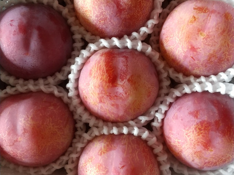 貴陽　すももの王様　山形産