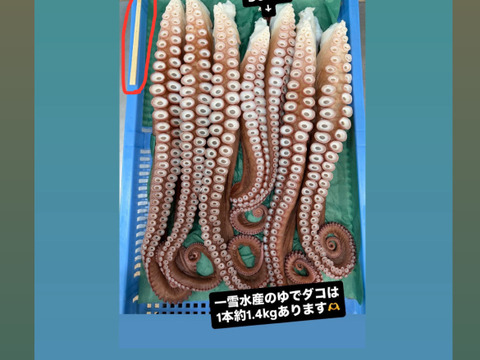 【北海道白老産】タコとんび2個＋胃袋2個　合計4個セット♪