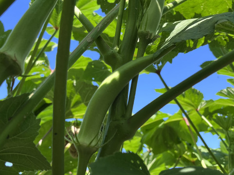 柔らかい！うまい！緑が映える『丸オクラ』500ｇ