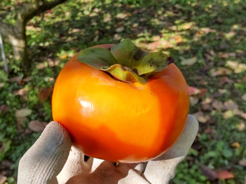 しっとりした甘み 新鮮な秋の味覚！新秋柿(6個;1.6kg)