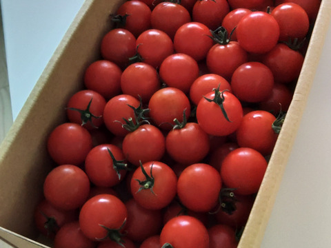 濃厚な旨味！酸味・甘味のバランス抜群！最高峰のミニトマト『フォレストフルティカ』1kg×1箱