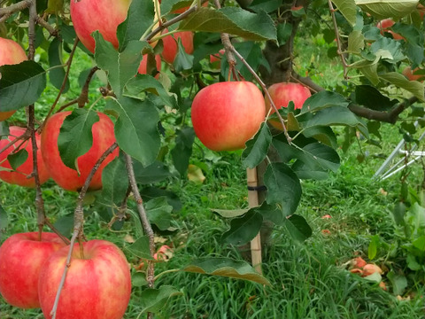 信州りんご🍎パック入り