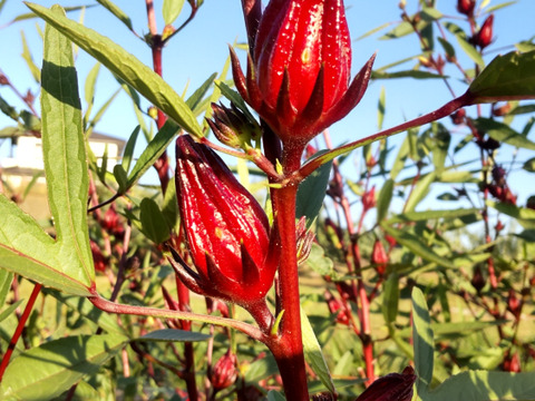 体と心に沁み渡る豊かな香りと味わい！ハーブティーリーフ15g（農薬化学肥料不使用）のっぷいのハイビスカスローゼル