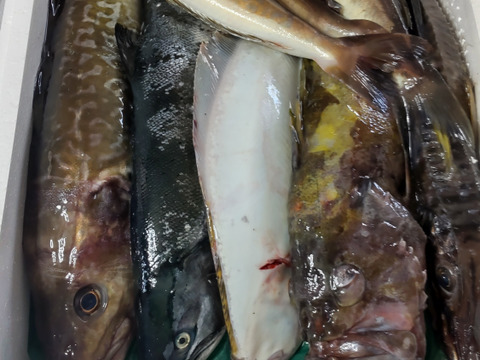 竹コース【4月中旬発送】船頭にお任せ！鮮魚ボックス（詰め合わせ) 海鮮セット