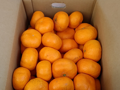 【訳あり】『大津みかん(四号)』5㎏ サイズミックス（１㎏あたり7-10個）大津四号発祥の地 湯河原産