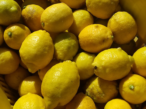 わけあり農薬不使用レモン5キロ