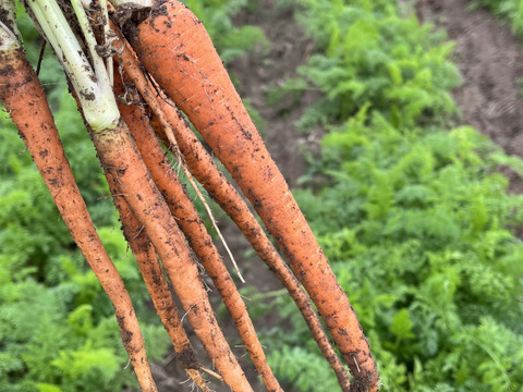 上品な美味しさ山内にんじん2キロ