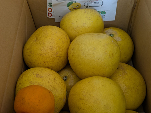 【有機JAS認証】パール柑5kg