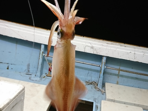 長崎県平戸産のヤリイカ使用　イカ塩辛（柚子胡椒風味）5個 【第60回長崎県水産加工振興水産製品品評会受賞】