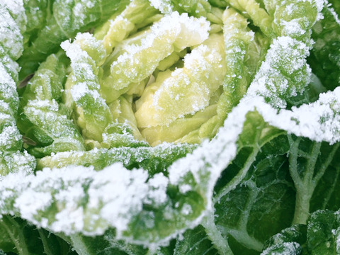 【雪中野菜セット】あまい、雪中白菜・雪中大根。