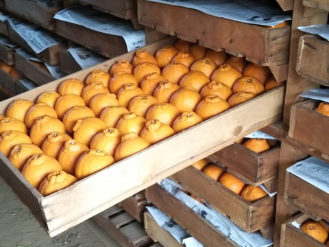 不知火　ジュ－ス・ジャム用　箱込み9キロ