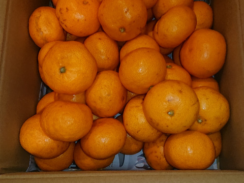 おすすめNo.1　小玉5キロ　有田みかん