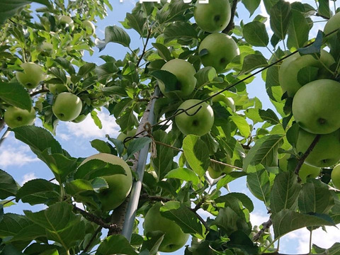 「名月約10kg入り」生産者が大好きなりんご。甘みたっぷり品種、黄色のボディに頬紅を付けた見た目も愛くるしいです。