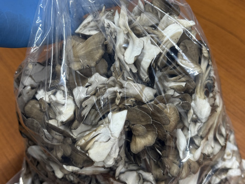 ウレシイ全ほぐし！！苦み少ない「びっくり舞茸」1kg　袋入り