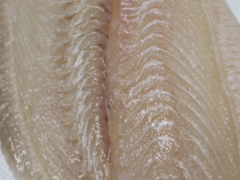 美味しさ増大！熟成ヒラメ