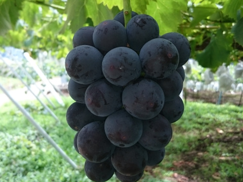 「牧丘天空の丘　幻のキング巨峰」 約1kg(2～3房)10月1日～発送