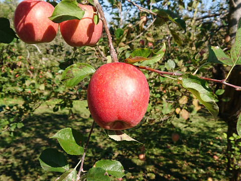 【 🍎訳あり・サンふじ】  3.5㎏ (中～大玉12個)