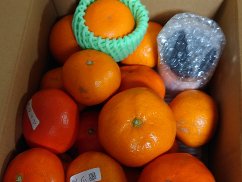 【ゲン担ぎ福袋】甘～い完熟みかんや希少柑橘の食べ比べにおみかんの生ジャム！数量限定！新春を皆で笑ってニコニコ（2525）♪「旬のこだわり柑橘食べ比べ福袋」お試し品　約2kg入【商品番号1103】