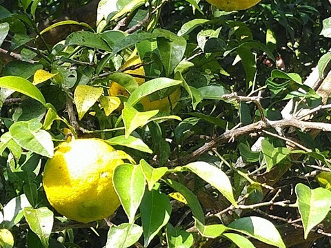 季節限定！売り切れ御免！柚子１．５ｋｇ