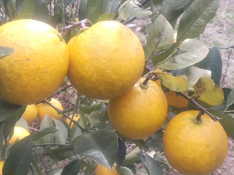 そのまま食べる事が出来る希少レモン　２キロ(約20個入）レモネードレモン