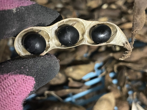 きてらのくろくろ黒大豆-500g-A品-農薬不使用