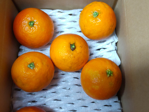 香り豊かで美味しい「ﾌﾞﾗｯﾄｵﾚﾝｼﾞ」3キロ