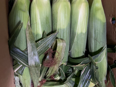 「一度お試しあれ！」　12本　あま～～い！！　【トウモロコシ】　✩ほしつぶコーン✩　　艶やかイエロー　【朝どれ】【夏ギフト】