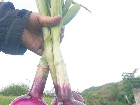 自然栽培 固定種 在来種 専門農家淡路島からおまかせ野菜セット無肥料 農薬不使用 内容80サイズから100サイズ