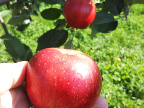 生でも加工でも！ りんご紅玉 (B品2㎏)