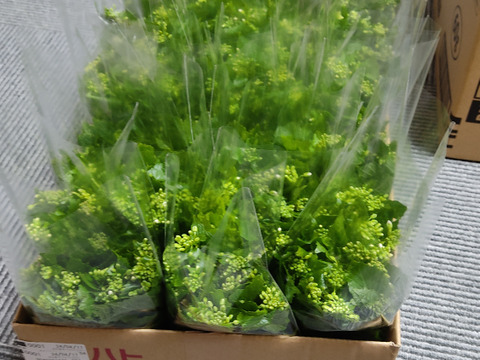 まもなく終了　春の山菜・花わさび！３００ｇ【期間限定　4月下旬～5月上旬】