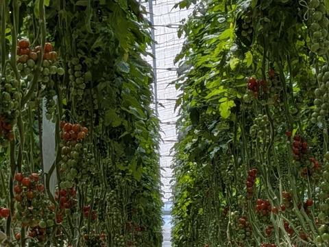 お日様えくぼ🍅千葉県産ミニトマト150g×24P