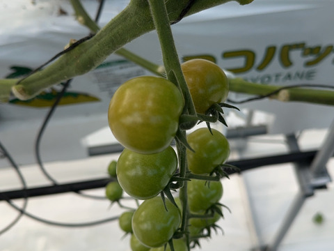 ぱくパク手が止まらない毎日あきず食べたいミディトマト(フルティカ)1kg