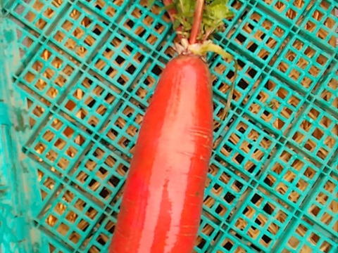 ちょっとだけ食べたい方向け！変わった野菜セット🥒🍆：千葉県産