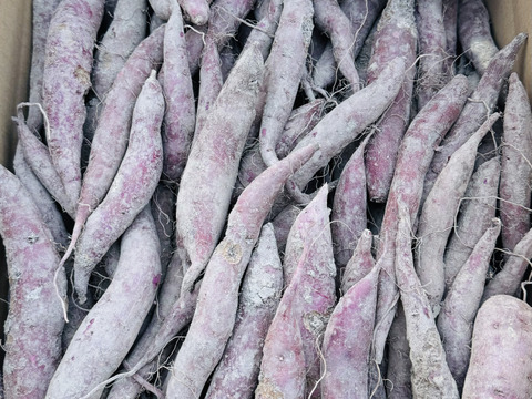 ふくむらさき　小〜中芋　10kg 栽培期間中農薬不使用