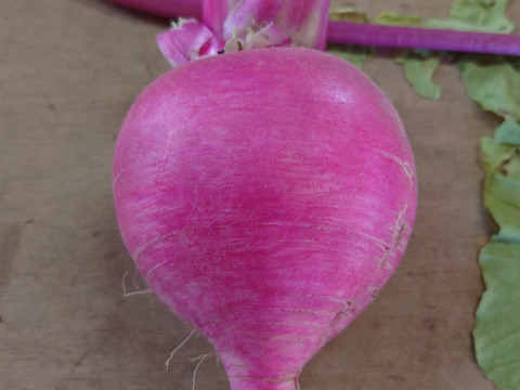 平沢農場自慢の葉物根菜セット（7品目）