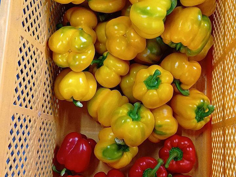 【1キロ】訳あり規格外　黄色パプリカ　※個包装なし※