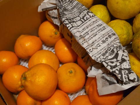 【お買い🉐】はるみみかん4.6kg+はるか2.3kg少々キズあり大小まざり