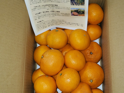 農家直送！きよみオレンジ　無選別5kg  【平武農園】〜蛍飛ぶ町から旬の便り〜　和歌山｜有田｜田口｜ギフト