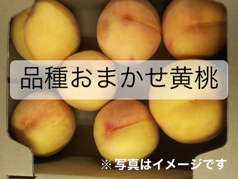 希少品種が入るかも！【品種おまかせ🍑黄桃】訳あり2kg ※8～10月発送