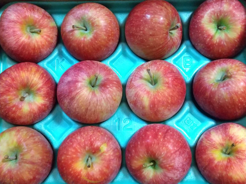 ≪収穫中≫　新品種！夏りんご【シナノリップ】３㎏