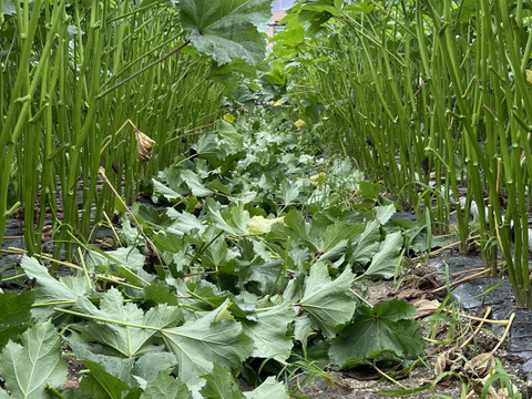 100g増量中！！　【八百結び農法】トマト屋が作る！ねばね〜ばオクラ！600g