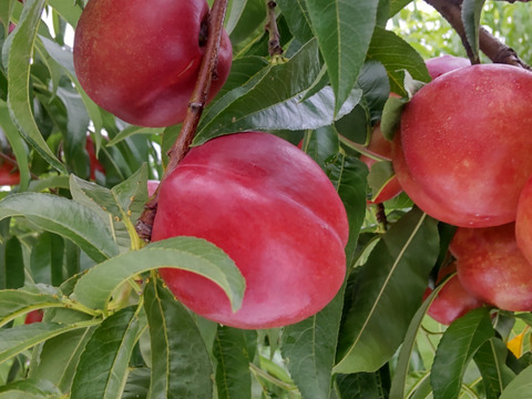 甘酸っぱくてジューシー！ネクタリン『メイグランド』(秀品約2㎏)【お中元対応可】