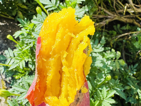 あまはづき　5kg 栽培期間中、農薬、化学肥料不使用