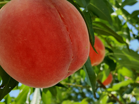 川中島白桃3kg【自宅用】訳あり品🍑数量限定🍑【朝どれ】直送🍑朝採り🍑硬い桃🍑糖度高め酸味少なめ品種🍑パリパリ硬めで甘い🍑8月中旬頃～収穫予定🍑お得🍑晩生種🍑人気の品種🍑