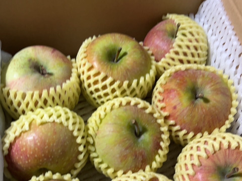 【旬のおまかせ】葉とらずりんご(無選別) 訳あり 約2.5kg(7-16玉)1~3種類 #NAX0B025