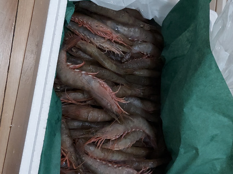 氷締め松川エビ　【スクモ】 1kg