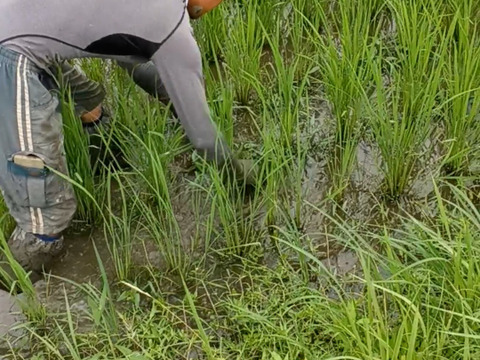 有機ＪＡＳコシヒカリ　５ｋｇ　農薬不使用「令和６年産」