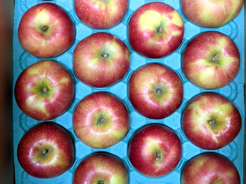 【冬ギフト】池多リンゴふじ16,18玉