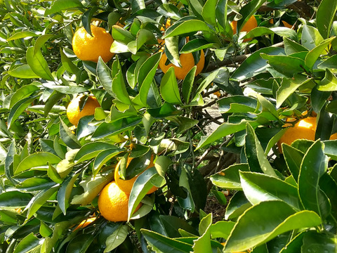 食べごろ！農薬不使用甘夏 5キロ
